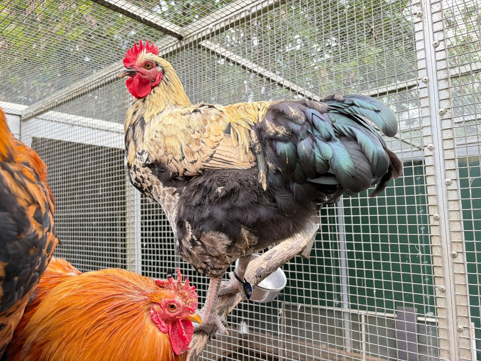 Arie, mooie grote haan, Mannelijk, Kip