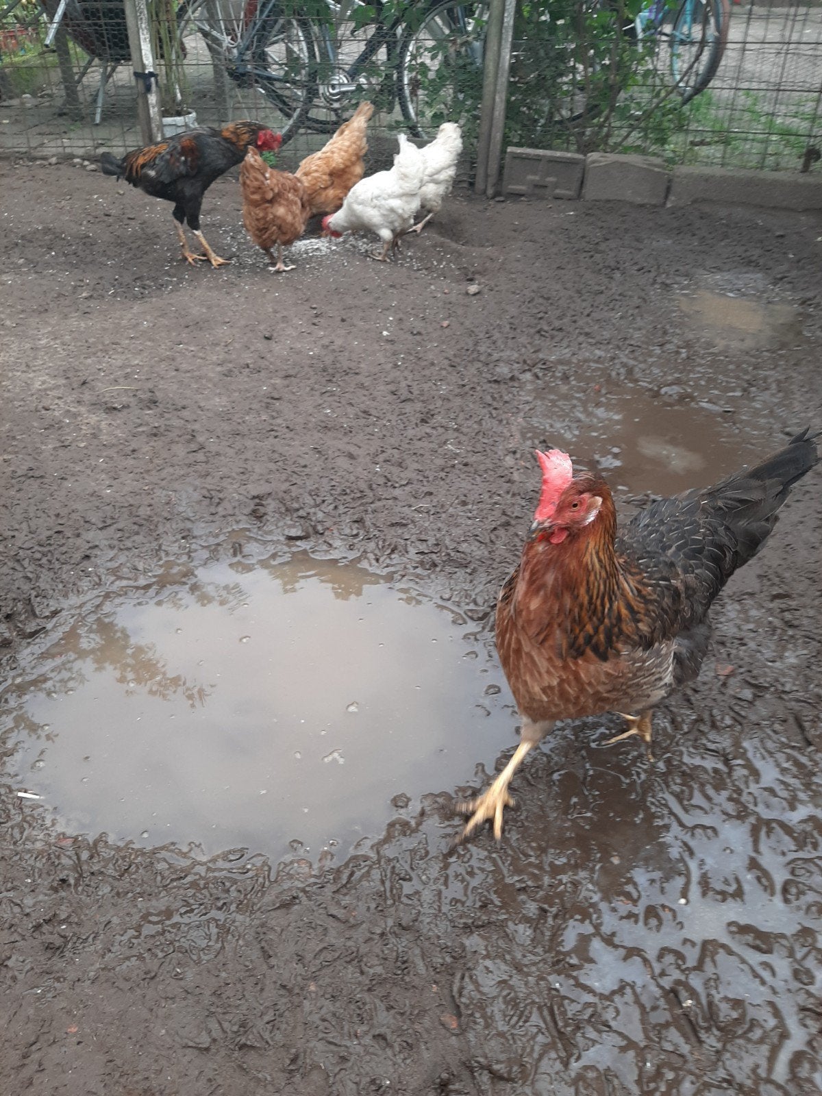 Goede Leggense grote bruine leg kippen, Vrouwelijk, Kip