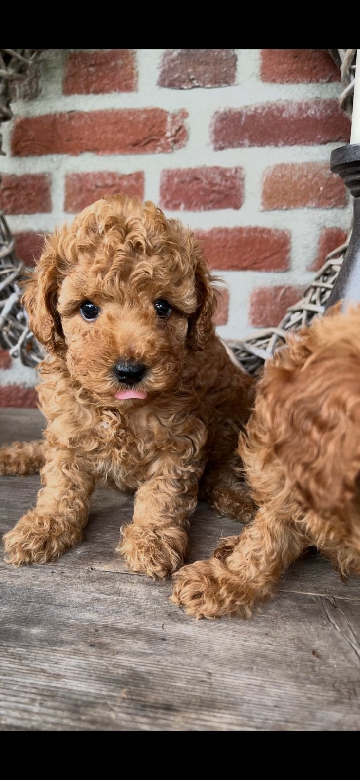 Maltipoo, (mini doodle) pups 🐶, Parvo, Overige rassen, 8 tot 15 weken, Meerdere