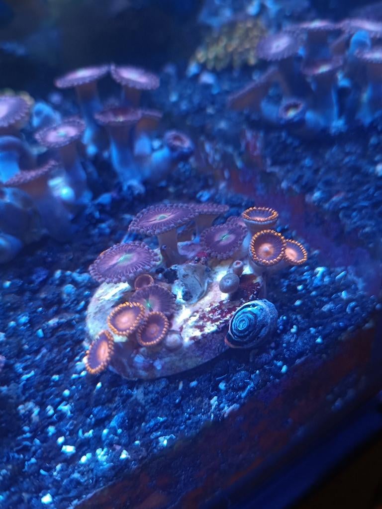 Alien explosion / bam bam orange zoanthus, Overige typen