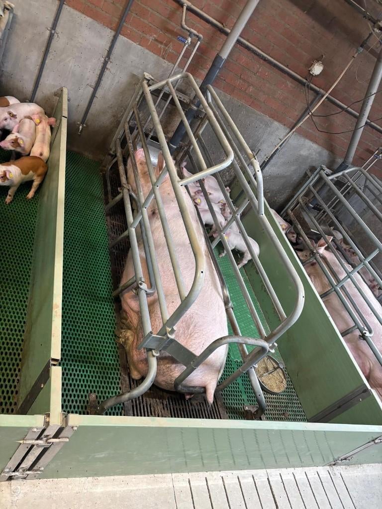 Kraamhokken [240], Dieren en Toebehoren, Meerdere dieren, Geit