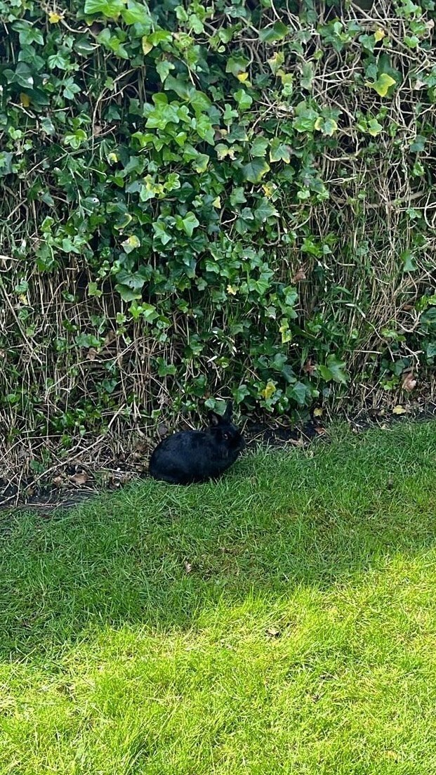 gratis in brengen van u konijnen of cavia s, Dieren en Toebehoren, Konijnen, Meerdere dieren, Groot