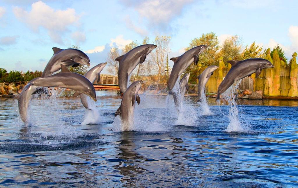 Dolfinarium ticket, Tickets en Kaartjes, Eén persoon
