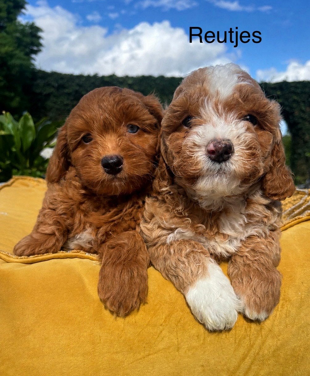 Boomer x Labradoodle mini pups, Nederland, Overige rassen, 8 tot 15 weken, Meerdere