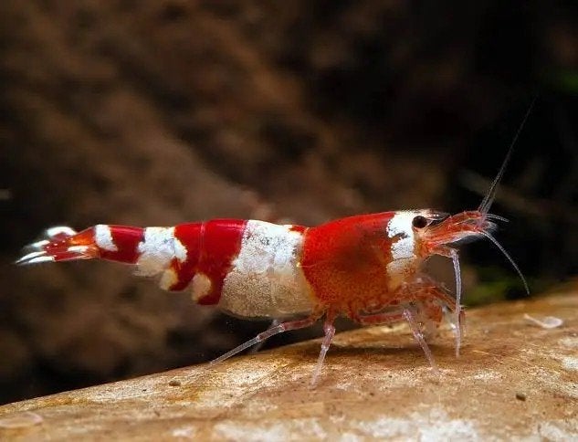 Crystal red garnalen te koop( €2/stuk), Kreeft, Krab of Garnaal