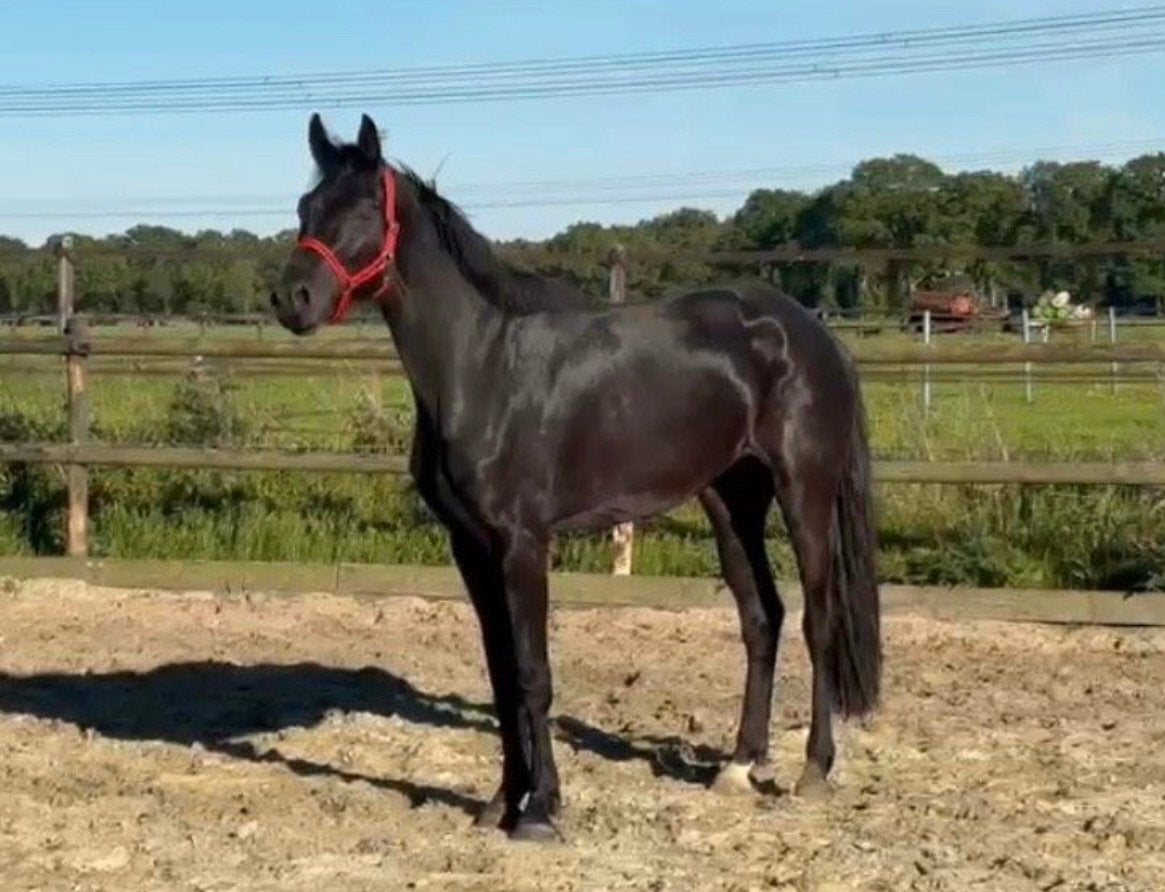 4 jr merrie Don de la Mare x Feinrich x Rubenstein, Dieren en Toebehoren, Paarden, Merrie, Met stamboom, Dressuurpaard, Onbeleerd
