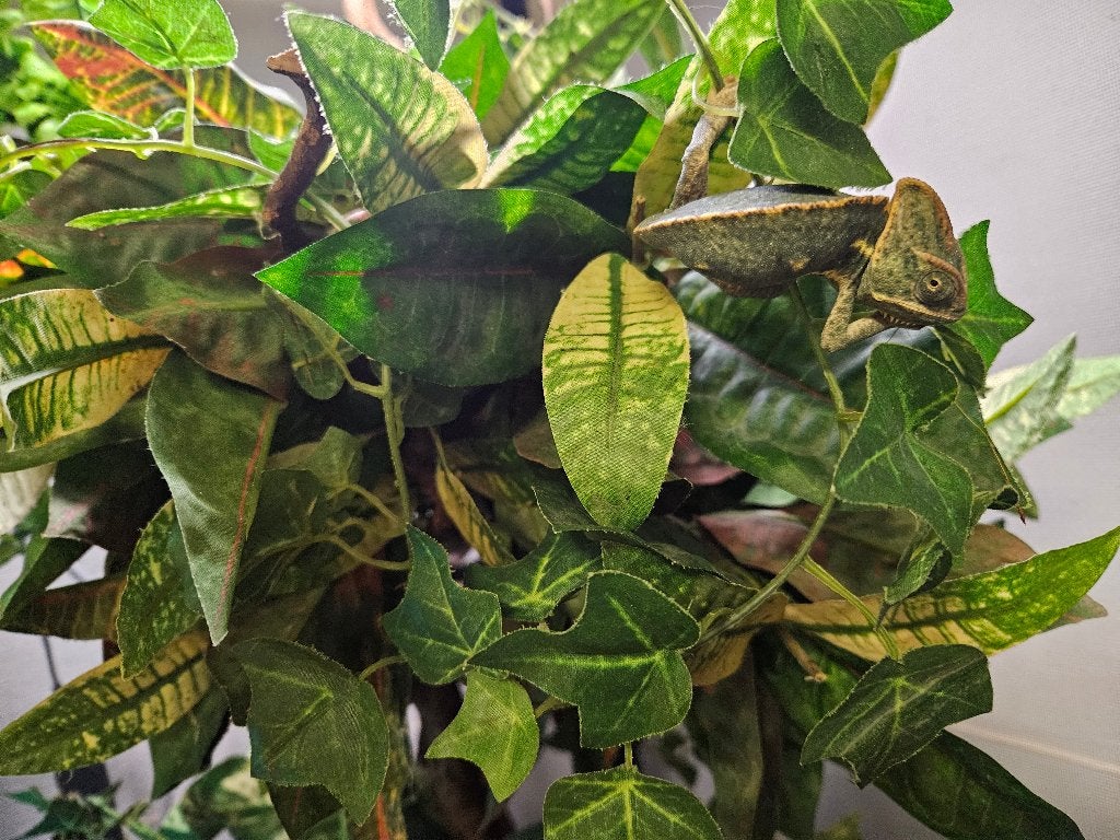 Chamaeleo calyptratus jemen kameleon Chameleon photo 3