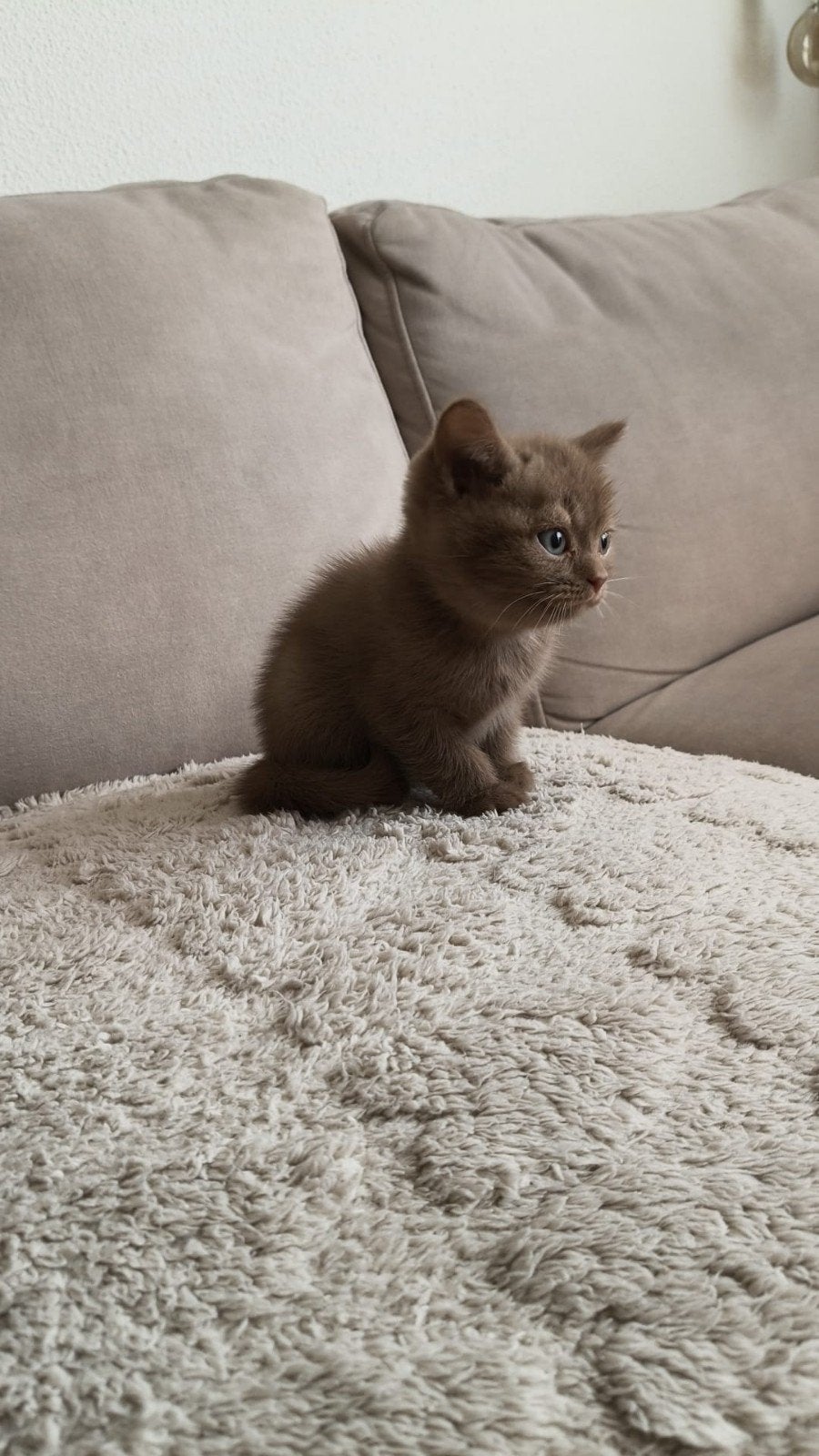 Britskorthaar cinnamon katertje, Kater, Met stamboom