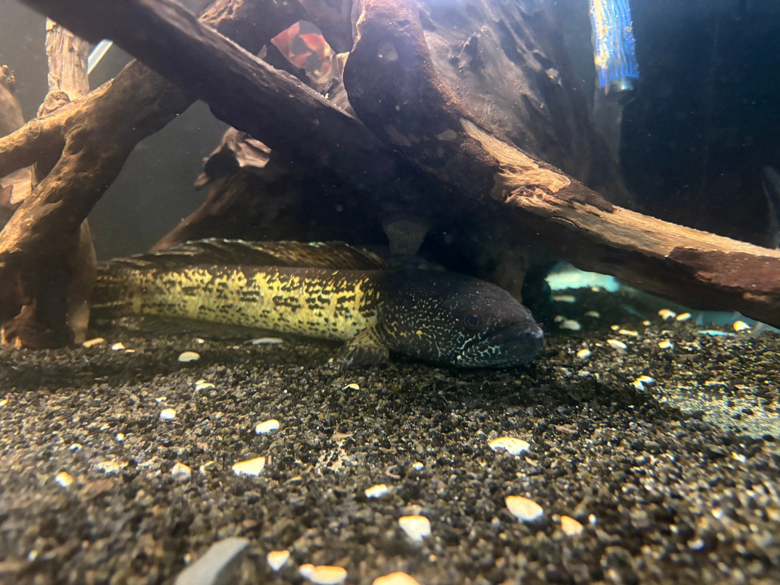 Channa aurantimaculata 35 cm, Dieren en Toebehoren, Vis