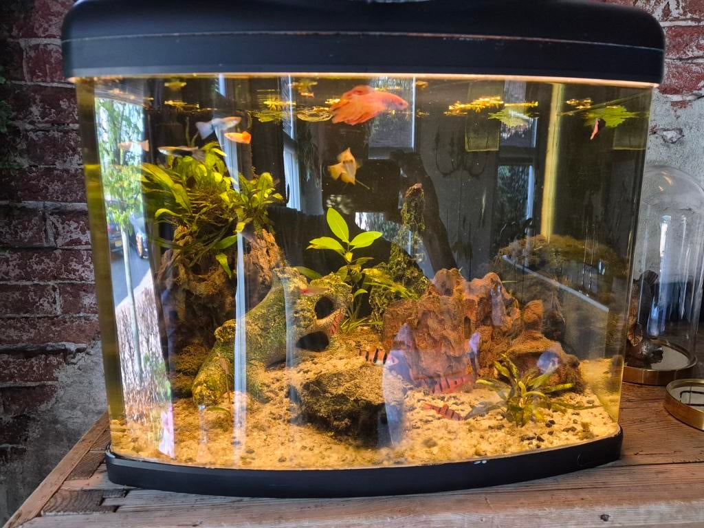 Aquarium. Bijna gratis af te halen. Wegens overcompleet., Ophalen