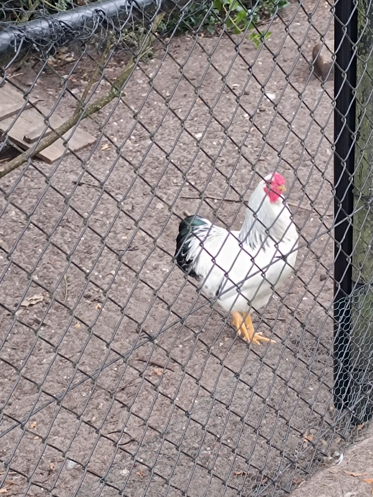 wayandotte haan, Dieren en Toebehoren, Mannelijk, Kip