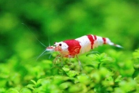 Caridina sp Crystal red - garnaal - Koidream Valburg, Kreeft, Krab of Garnaal, Zoetwatervis
