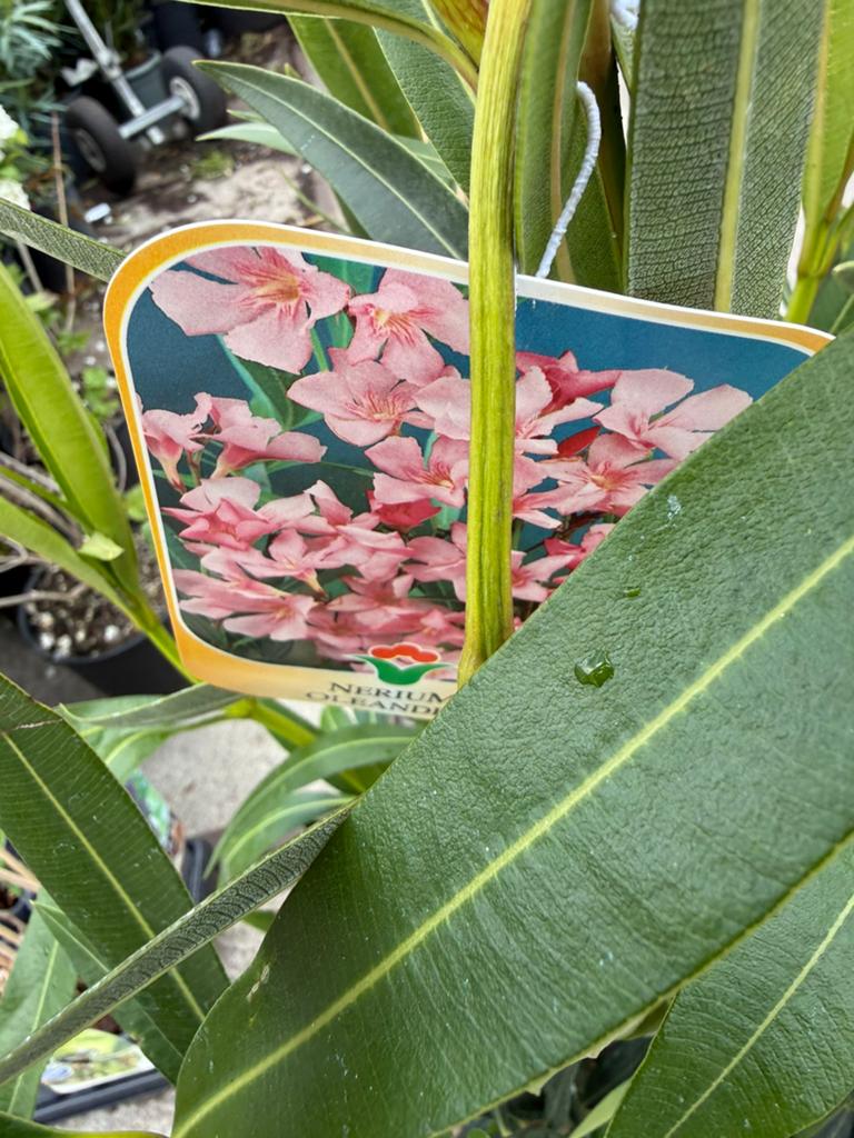 Deze eigenimport orleanders uit italie zijn van top kwalitet, Tuin en Terras, Volle zon, Vaste plant, Zomer, Ophalen