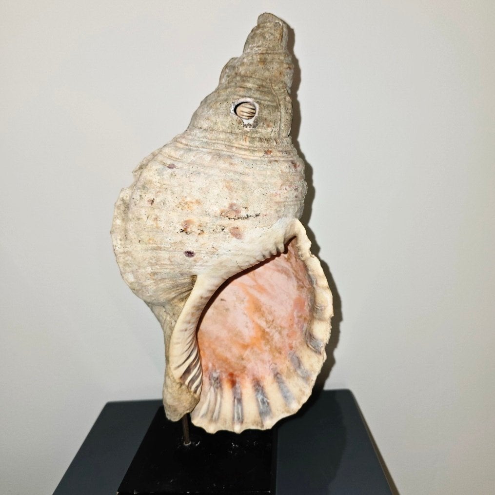 grote oude trompetschelp / Liptrillende trompet, Indonesië, Ophalen of Verzenden, Ritueel object, Handgemaakt