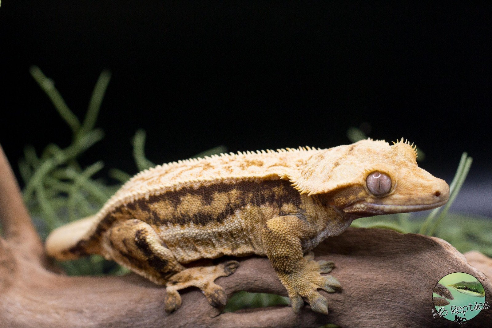 Mooie wimpergekko vrouw, Dieren en Toebehoren
