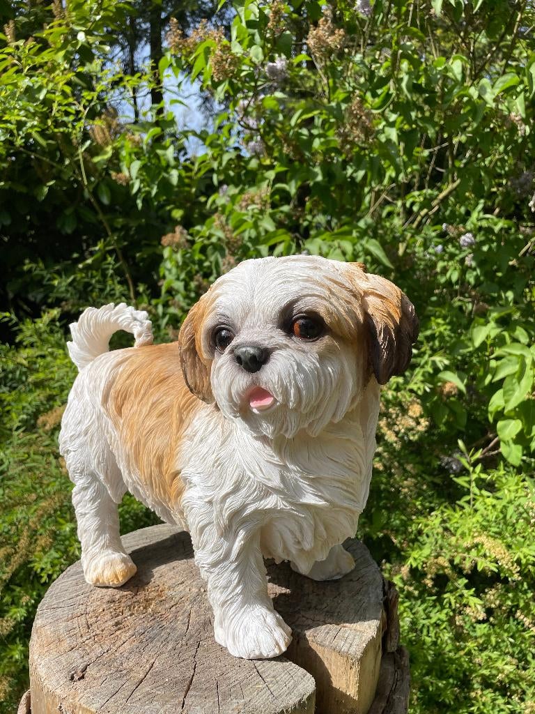 Beeld hond Shih Tzu, schoothond, tuin, gazon  40cm, Ophalen, Nieuw, Kunststof, Dierenbeeld