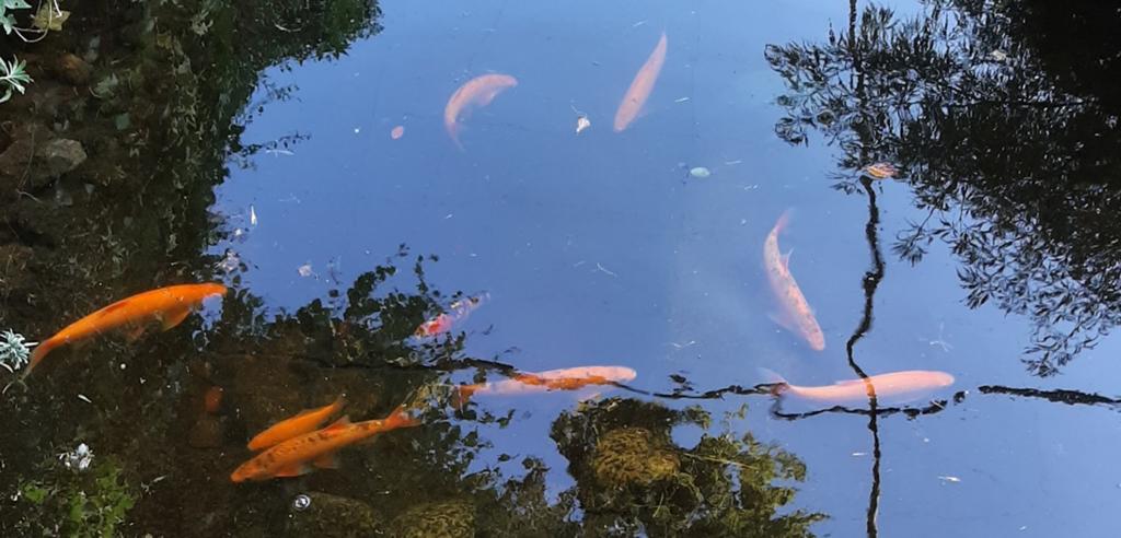 GOUDWINDE 7 X, Dieren en Toebehoren, Vissen | Vijvervissen, Overige soorten
