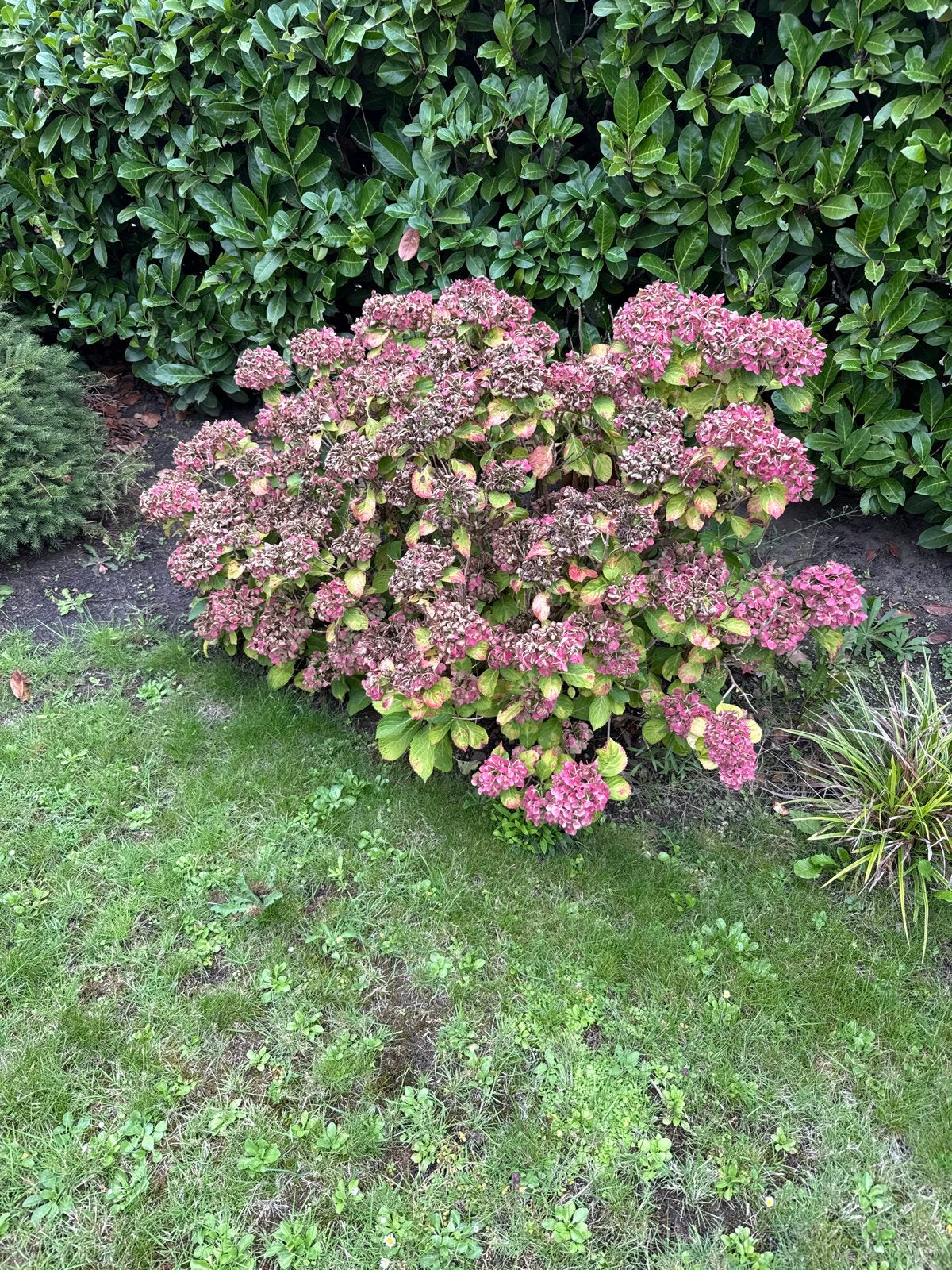 Prachtige roze hortensia voor uw tuin, Tuin en Terras, Vaste plant, Halfschaduw, Zomer, Ophalen