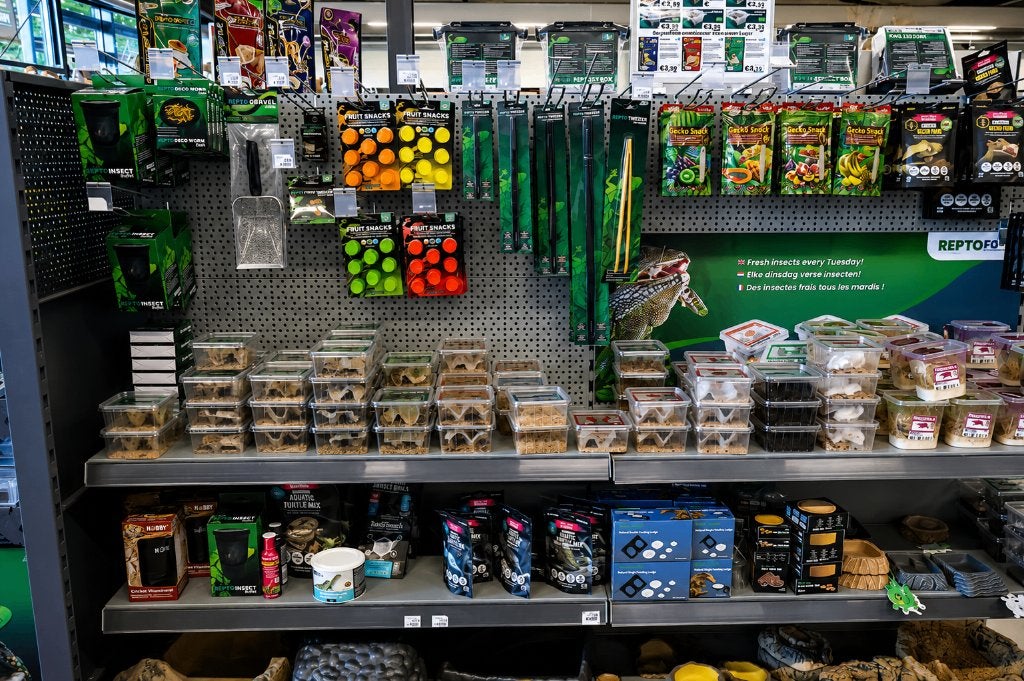 Reptiel- en amfibieën voeding, Overige soorten, 0 tot 2 jaar