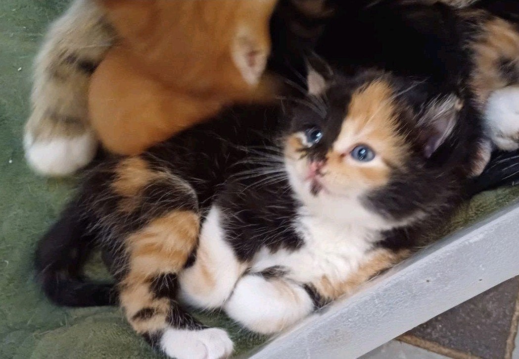 Gezellige 50% Britse korthaar + Siberische kittens v.a. 100-, Meerdere dieren, Langharig, 0 tot 2 jaar