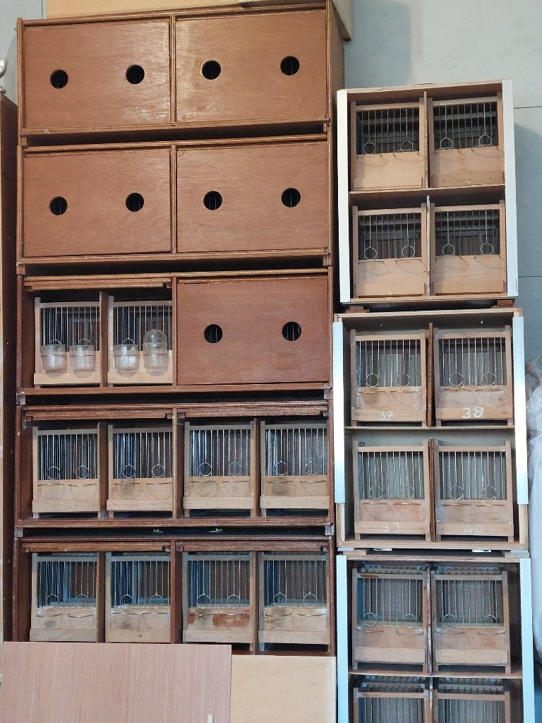 Zangkooitjes en Kisten., Meerdere dieren, Zangkanarie