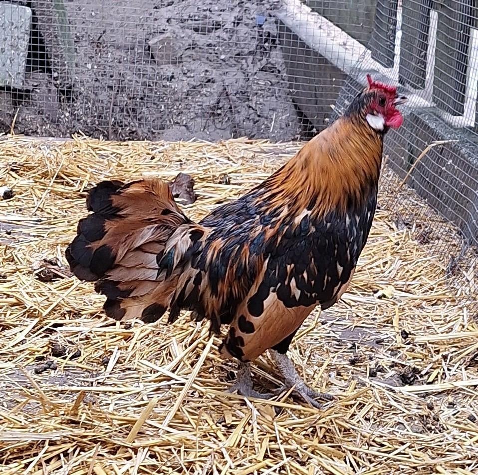 Hollandse Krielhaan te koop, Mannelijk, Kip