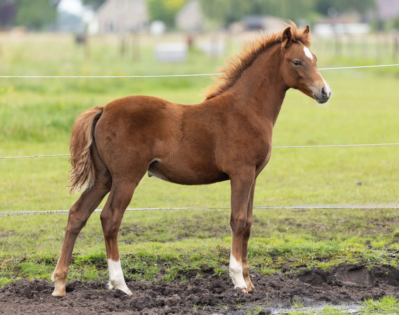 Wpbr merrie veulen, Merrie, Met stamboom, Dressuurpony, Niet van toepassing
