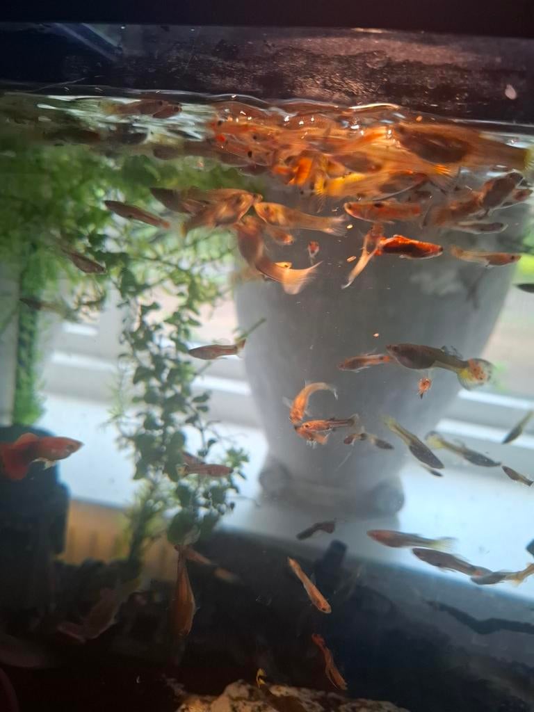 Guppy  mix