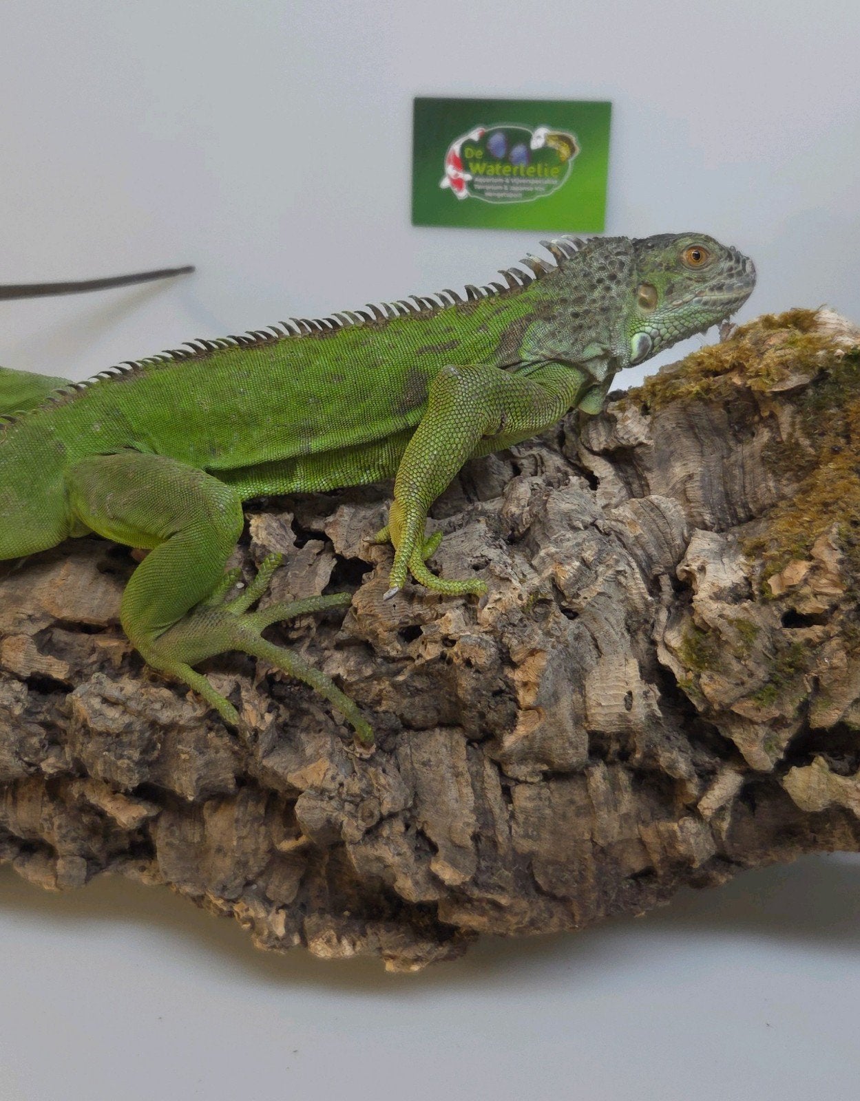 Groene Leguaan, Dieren en Toebehoren, 0 tot 2 jaar