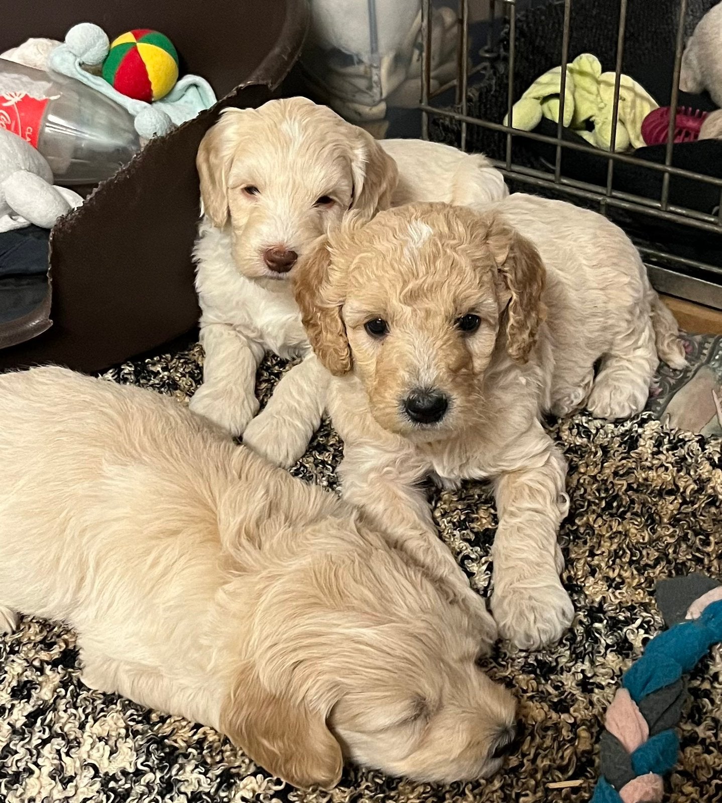 Prachtige labradoodle pups., Dieren en Toebehoren, Parvo, Overige rassen, 8 tot 15 weken, Meerdere