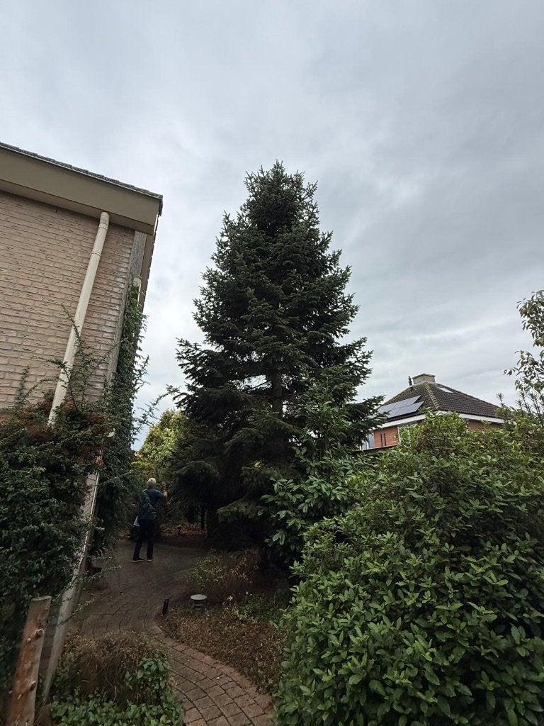 Gratis hele grote kerstboom, Ophalen, Gebruikt