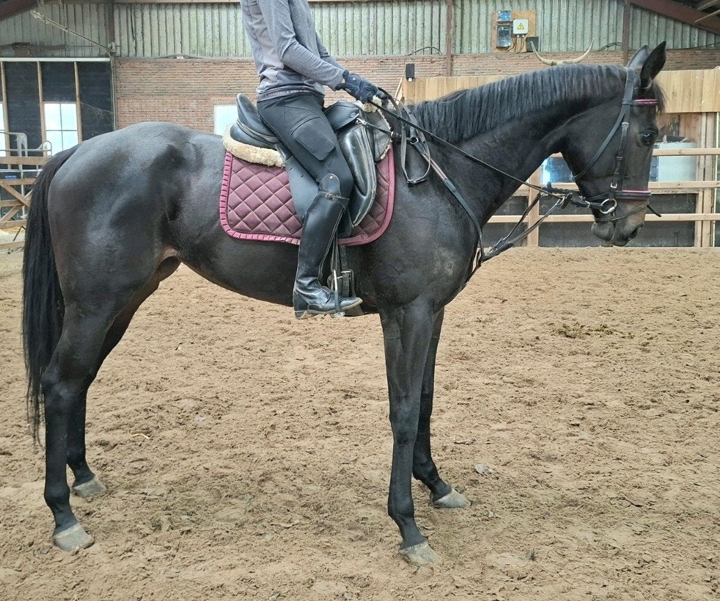 Brave 4,5 jr allrounder 1,62 mtr-deze week  ophalen 2750, Merrie, 3 tot 6 jaar, 160 tot 165 cm, Recreatiepaard