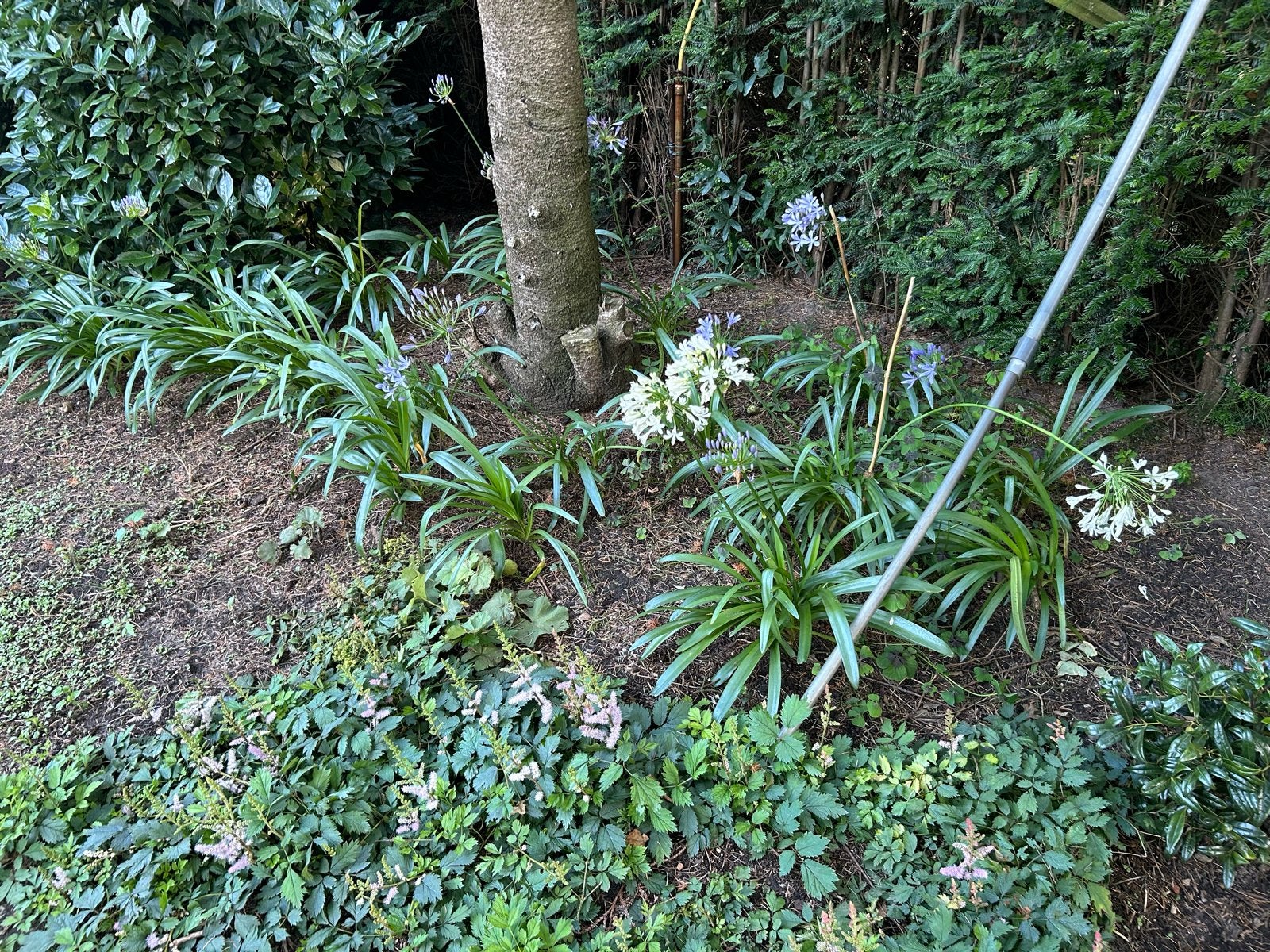 Agapanthus planten te koop - diverse maten en potten, Overige soorten, Volle zon, Vaste plant, Ophalen of Verzenden