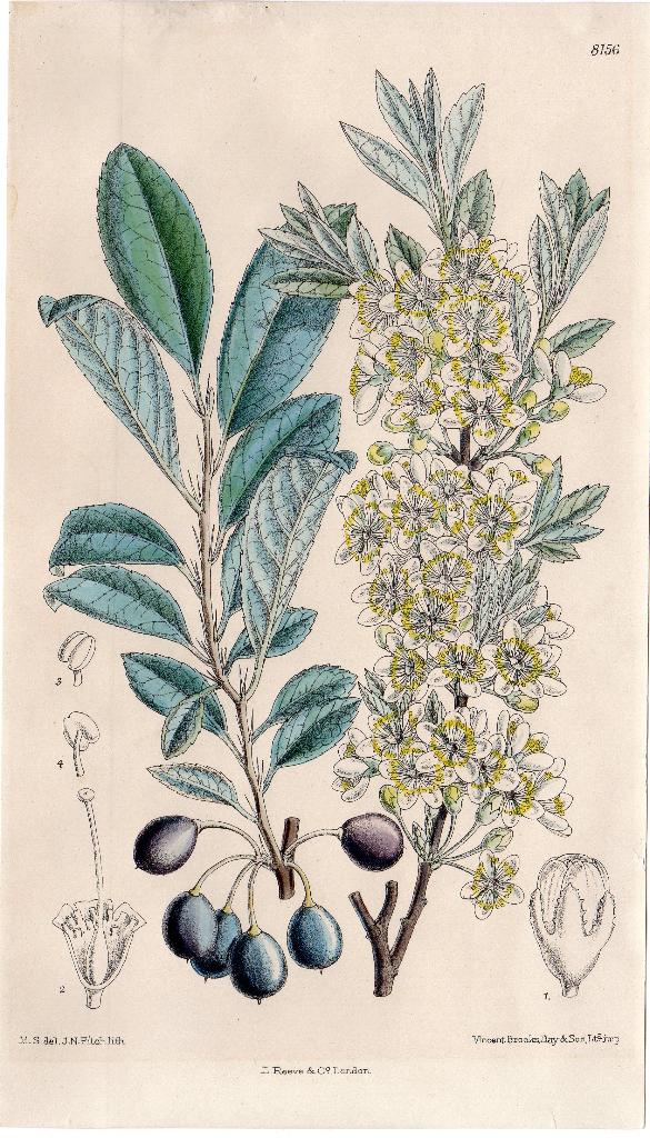 Litho plant Berberis Julianae in alle stadia J.N. Fitch 1891, Antiek en Kunst, Verzenden