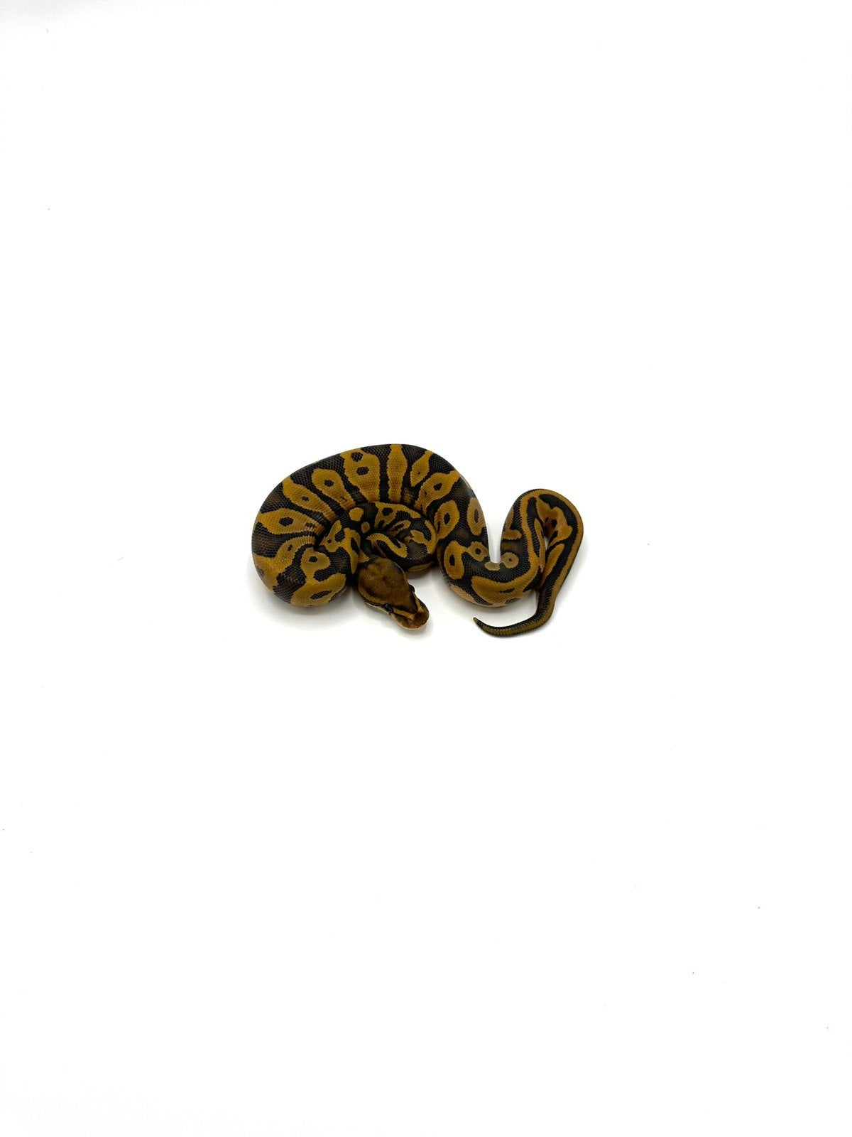 Diverse Python regius - koningspythons Ball Python photo 10