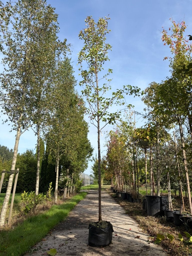 Sierpeer  Pyrus Chanticleer, Overige soorten, Lente, 250 tot 400 cm, Ophalen