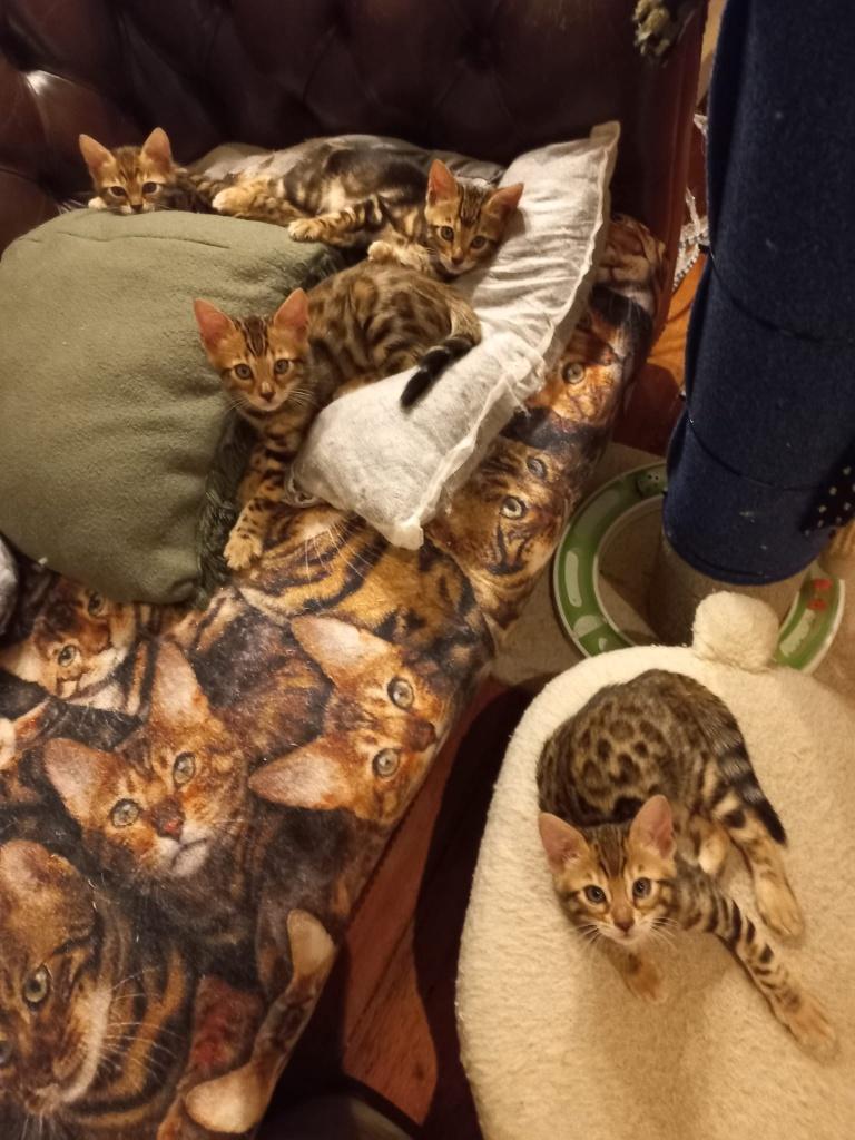 Bengaal/Bengaalse kittens met stamboom, Meerdere dieren, Met stamboom, 0 tot 2 jaar