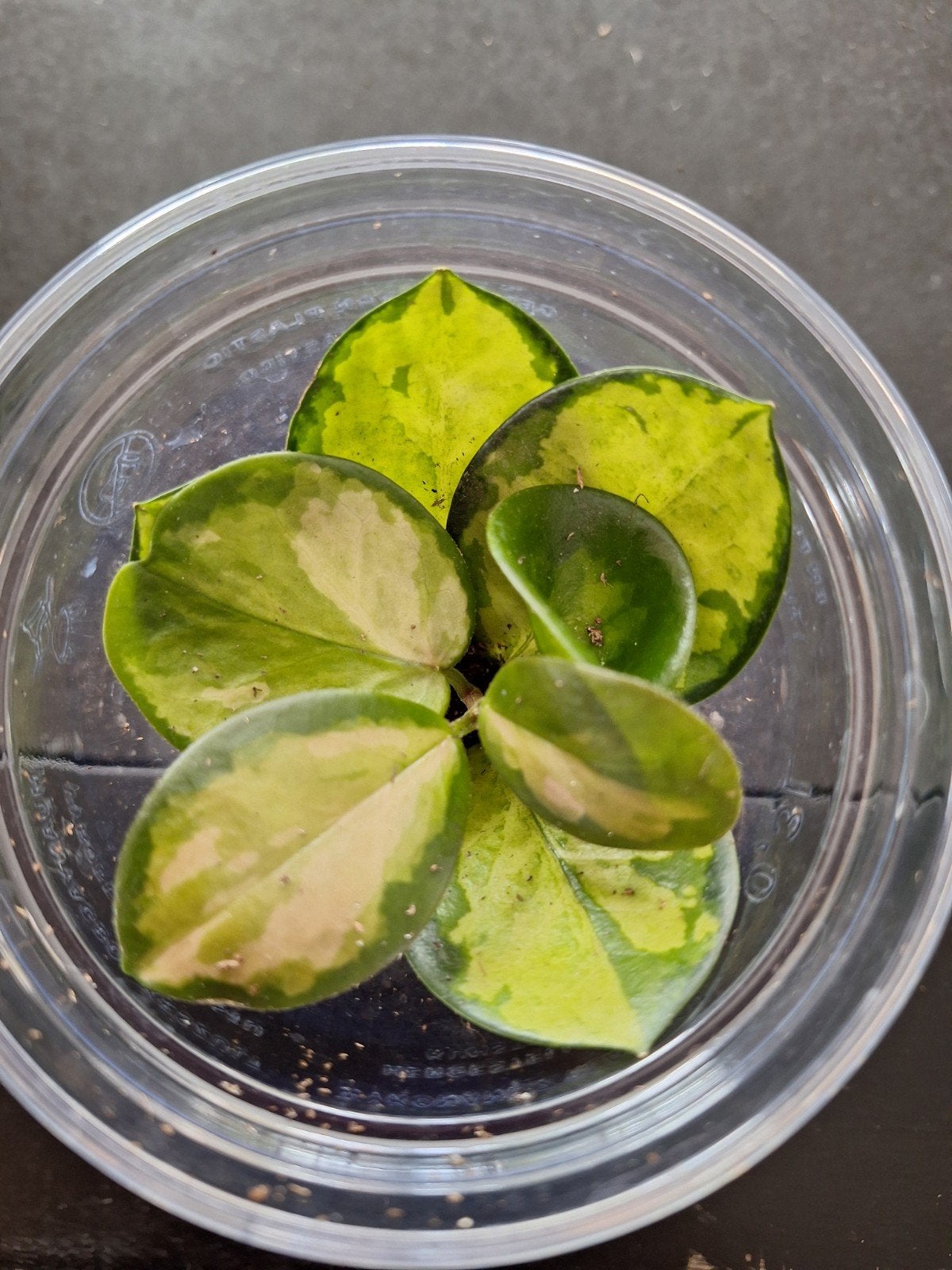hoya australis 'Lisa', Ophalen of Verzenden, Halfschaduw, Minder dan 100 cm