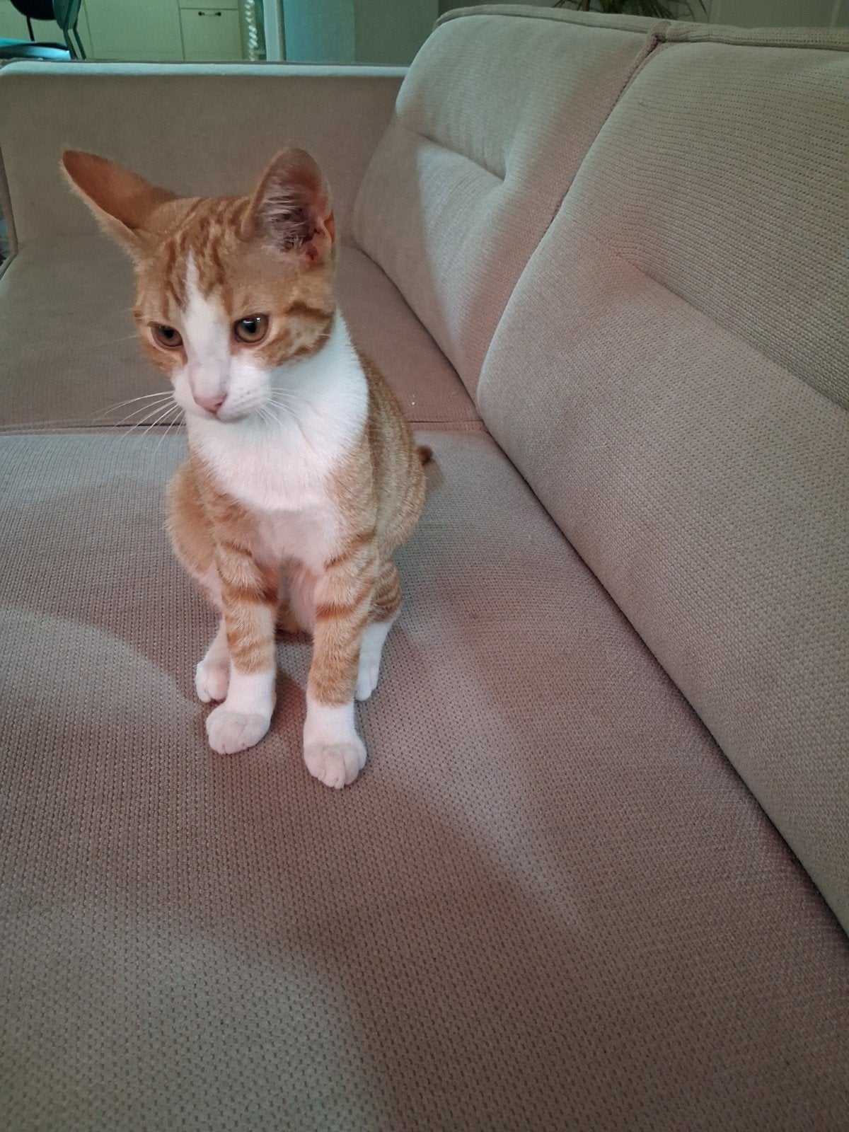 2 super lieve kittens te koop., Dieren en Toebehoren, Katten en Kittens | Overige Katten, Meerdere dieren