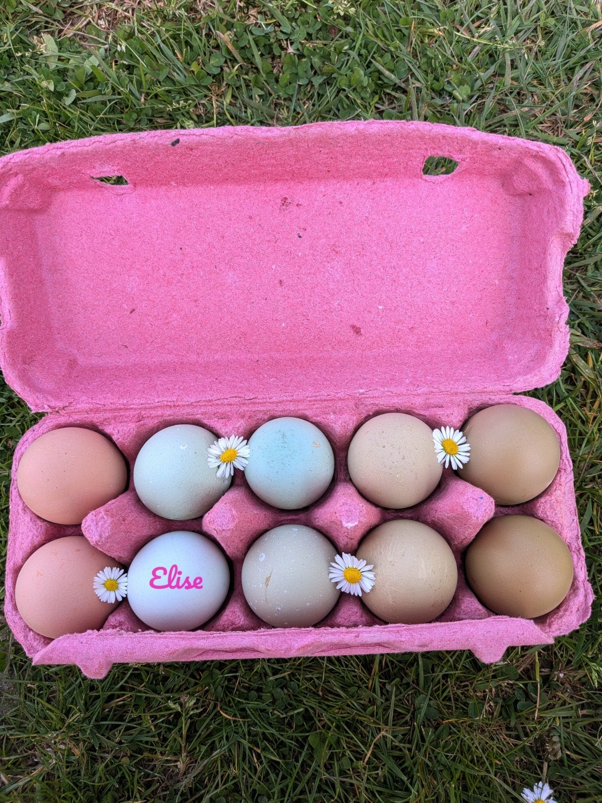 Broedeieren gekleurde eieren easter eggers kippen, Dieren en Toebehoren, Pluimvee, Kip