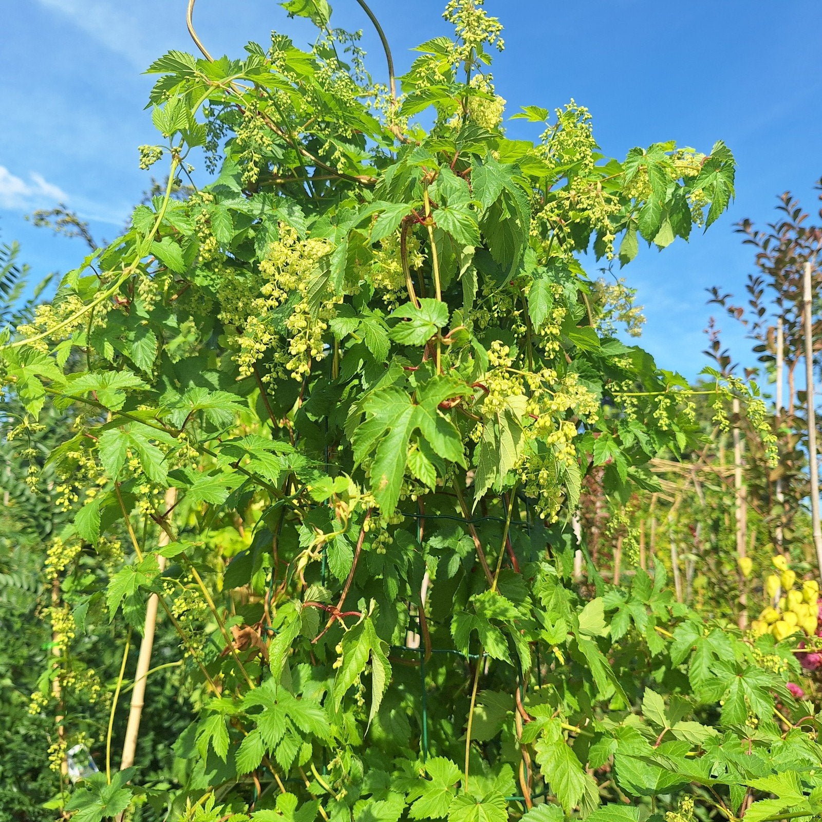 Mooie hopplanten in 10 liter pot, Ophalen, Volle zon, Vaste plant, Klimplanten