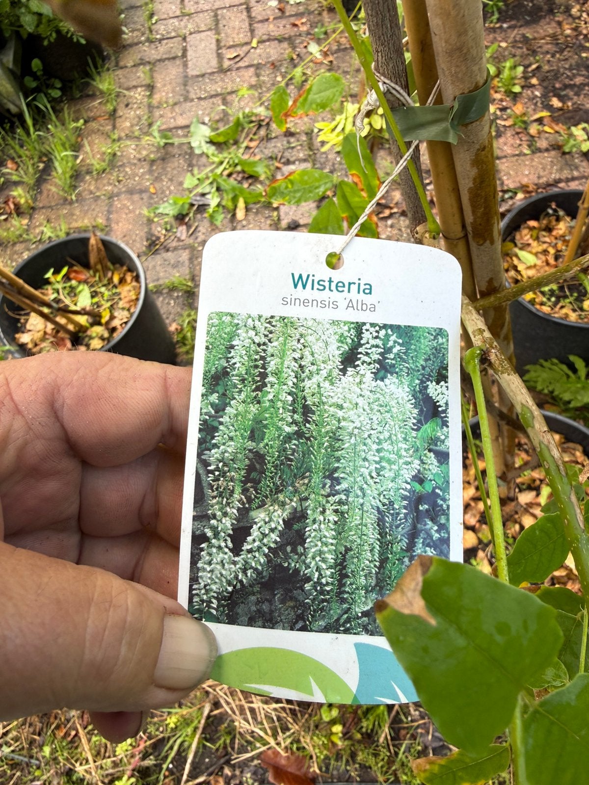 Witte blauwe regens of wisteria grote goed vertakt pst 19,95, Ophalen, Volle zon, Vaste plant, Klimplanten