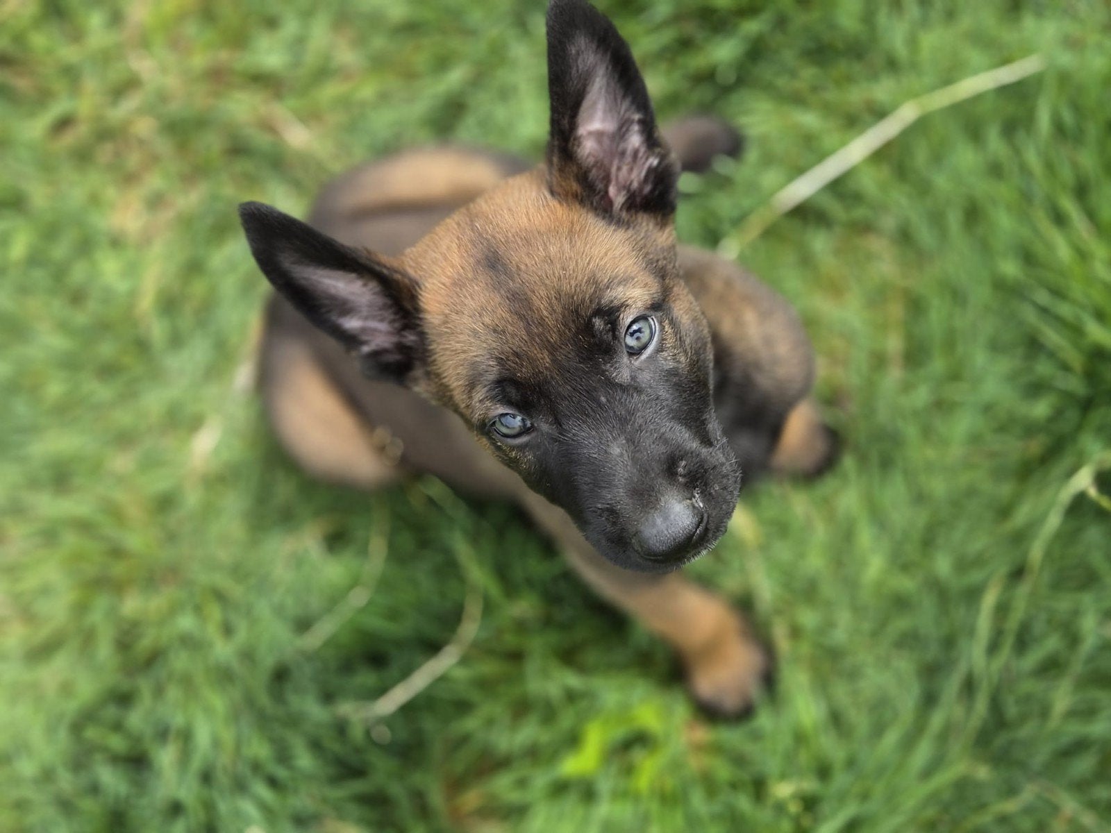 Mechelse herder pups / Belgian malinois!  Zwart masker, 8 tot 15 weken, Meerdere, Meerdere dieren, Herder