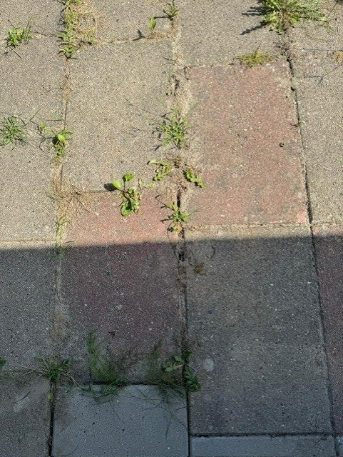 terras tegels, Tuin en Terras, Tegels en Klinkers, Ophalen, Gebruikt, Beton, Terrastegels