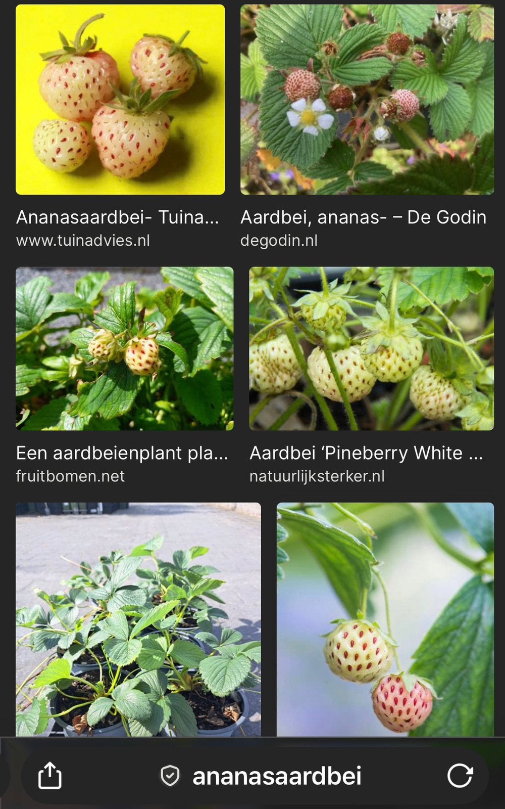 Ananas aardbeien planten, Ophalen of Verzenden, Volle zon