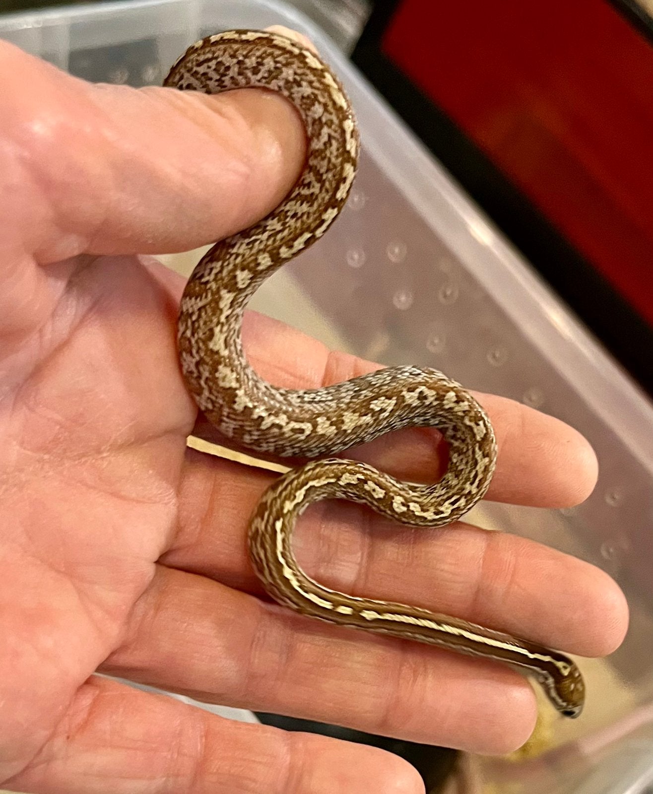 0.0.2 Guttatus caramel het palmetto Corn Snake photo 4