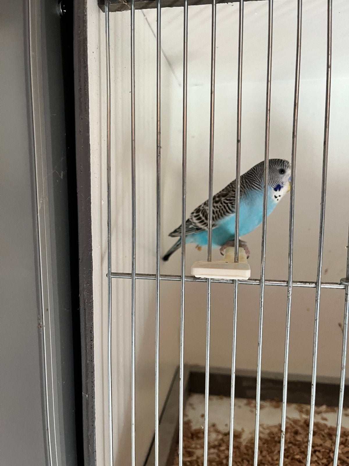 2 jonge grasparkieten zelfstandig, Dieren en Toebehoren, Vogels | Parkieten en Papegaaien, Meerdere dieren, Parkiet