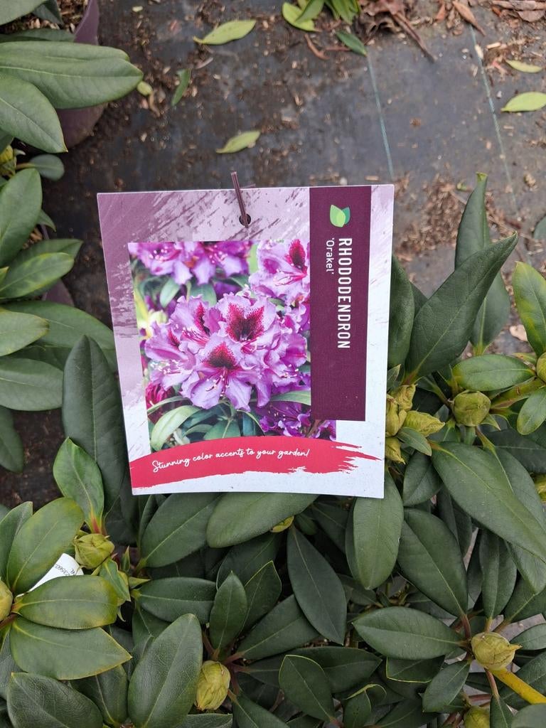 Rhododendron 'Drakel', Tuin en Terras, Verzenden