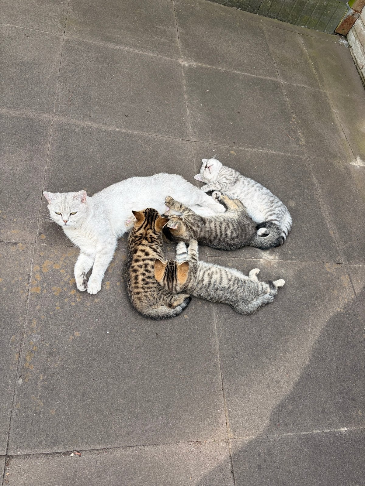 Kitten te koop €200, Poes