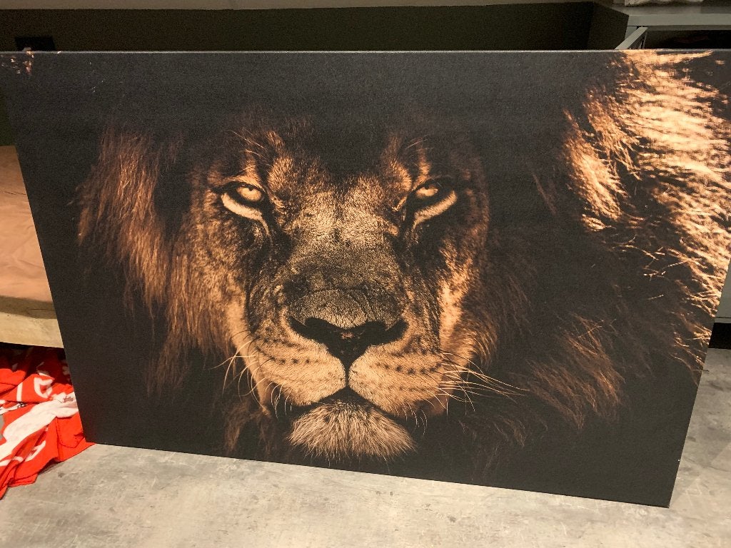 Indrukwekkend Leeuwen Canvas Schilderij, Huis en Inrichting, Woonaccessoires | Schilderijen, Tekeningen en Foto's, Ophalen, 125 cm of meer